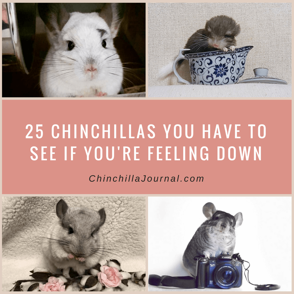 25 Chinchillas You Have To See If You're Feeling Down