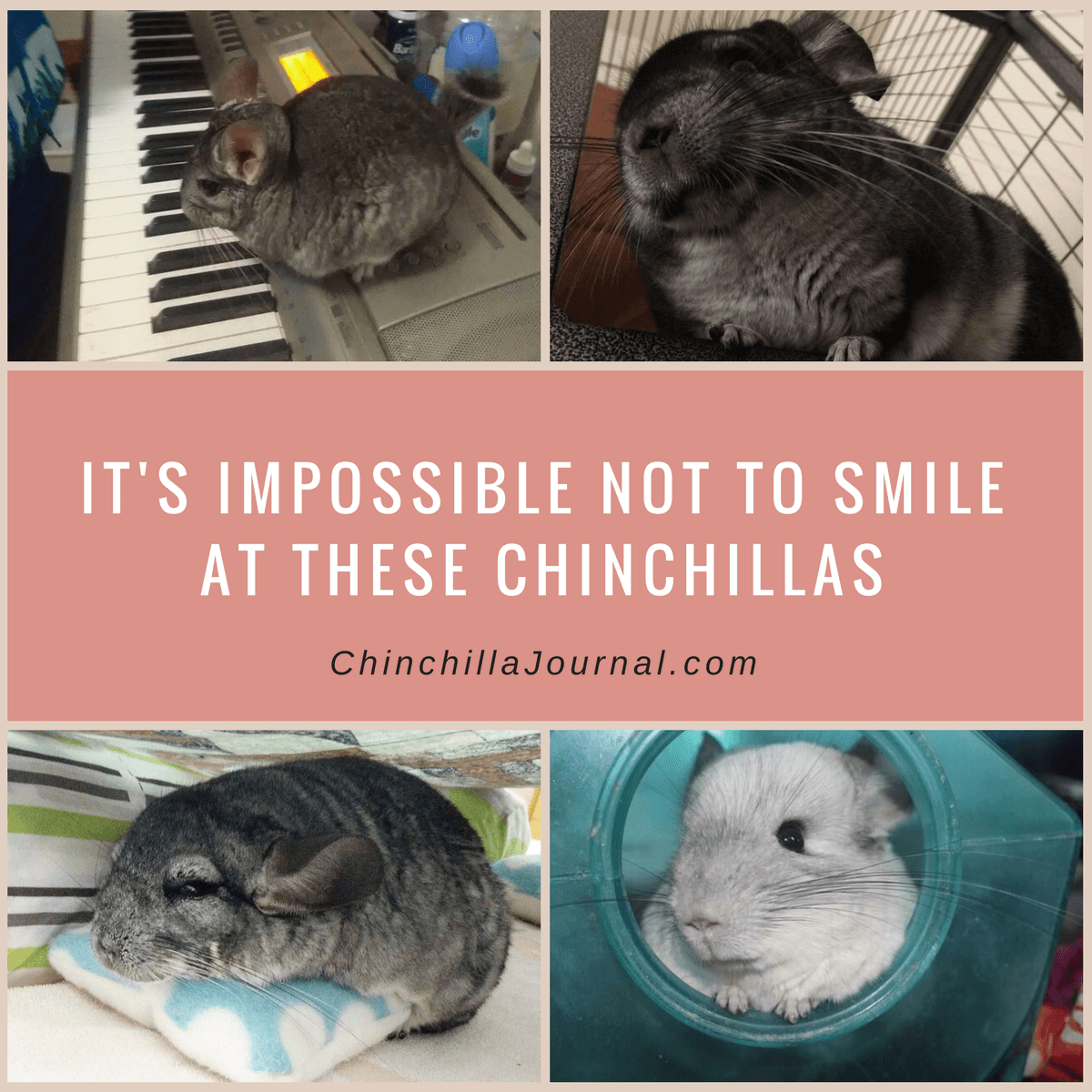 It's Impossible Not To Smile At These Chinchillas