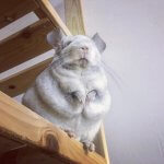 These Adorable Chinchillas Will Take Your Breath Away