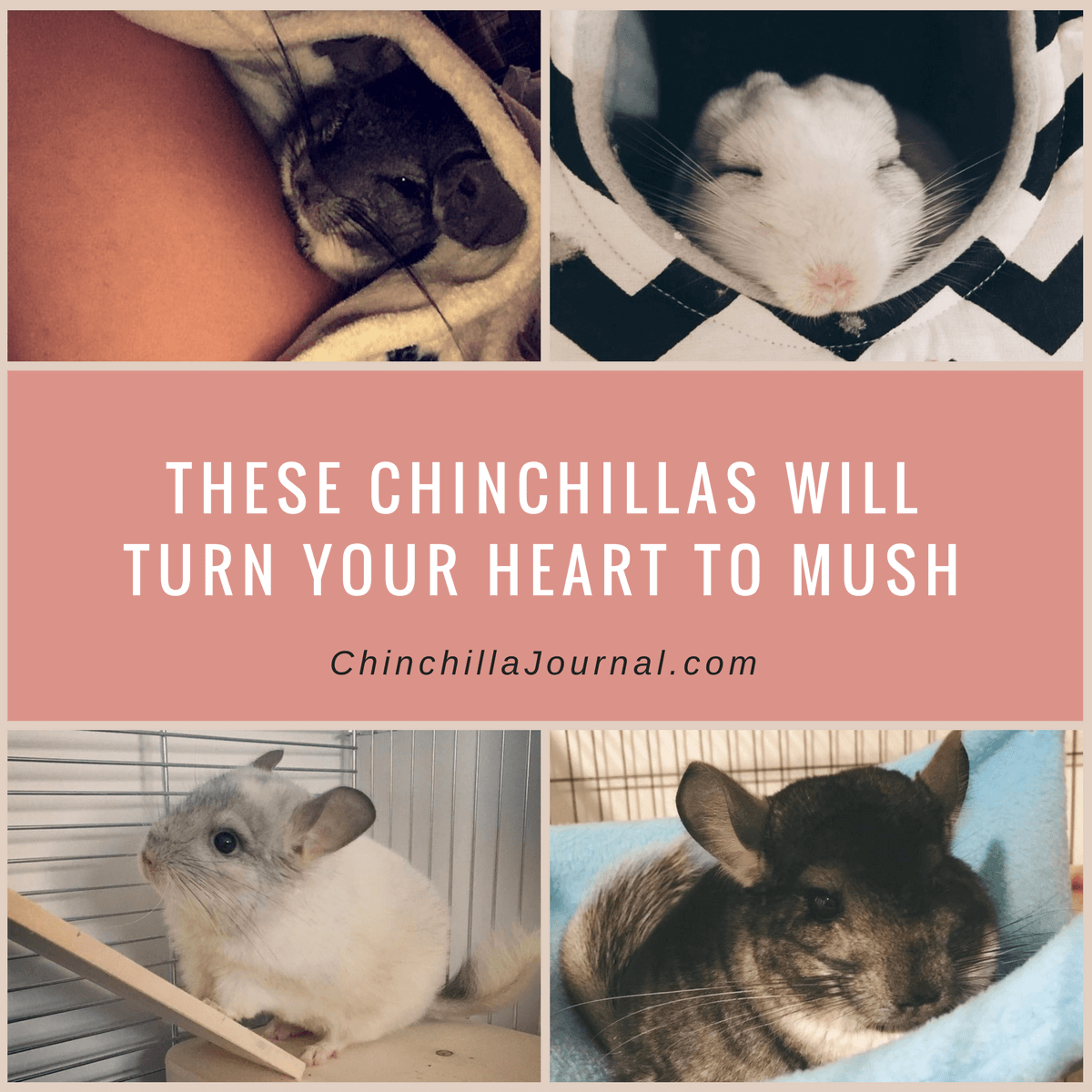 These Chinchillas Will Turn Your Heart To Mush