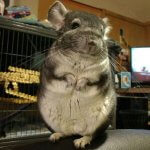 These Chinchillas Will Turn Your Heart To Mush